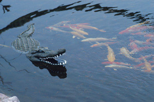 Floating Alligator Decoy